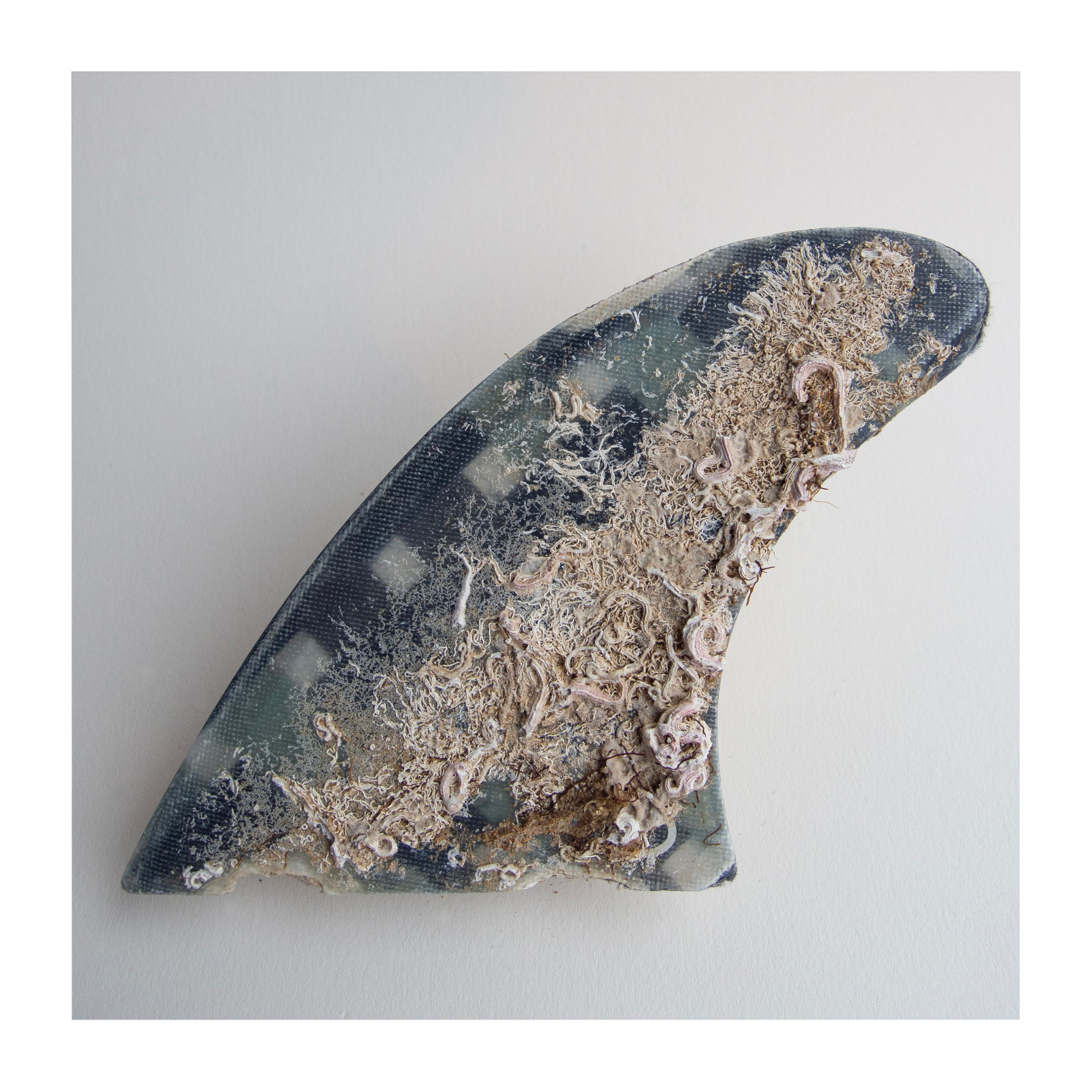 Blue Crust